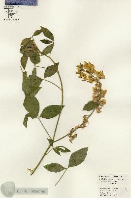 URN_catalog_HBHinton_herbarium_26465.jpg.jpg