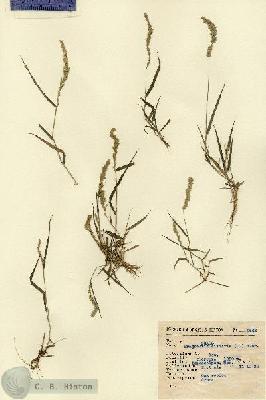 URN_catalog_HBHinton_herbarium_2646.jpg.jpg