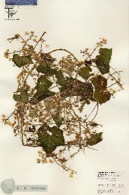 URN_catalog_HBHinton_herbarium_26461.jpg.jpg