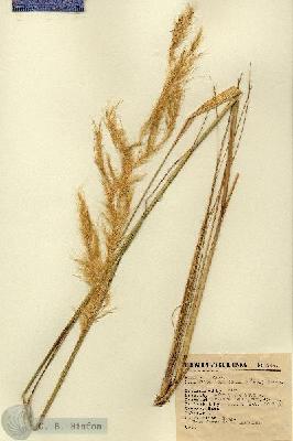 URN_catalog_HBHinton_herbarium_2744.jpg.jpg