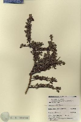 URN_catalog_HBHinton_herbarium_27442.jpg.jpg
