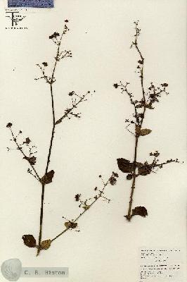 URN_catalog_HBHinton_herbarium_26502.jpg.jpg
