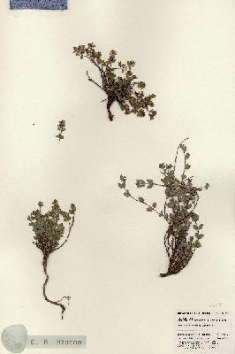 URN_catalog_HBHinton_herbarium_24256.jpg.jpg