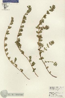 URN_catalog_HBHinton_herbarium_26505.jpg.jpg