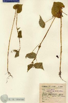 URN_catalog_HBHinton_herbarium_2429.jpg.jpg