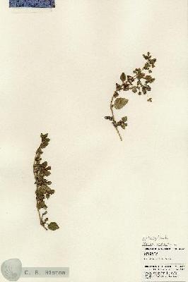 URN_catalog_HBHinton_herbarium_24267.jpg.jpg