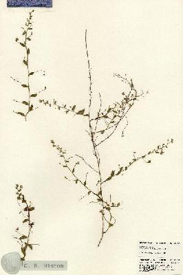 URN_catalog_HBHinton_herbarium_24268.jpg.jpg