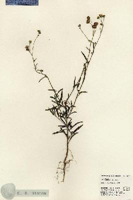 URN_catalog_HBHinton_herbarium_24269.jpg.jpg