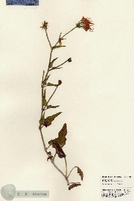 URN_catalog_HBHinton_herbarium_24282.jpg.jpg
