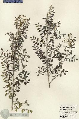 URN_catalog_HBHinton_herbarium_24285.jpg.jpg
