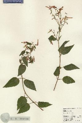 URN_catalog_HBHinton_herbarium_24298.jpg.jpg