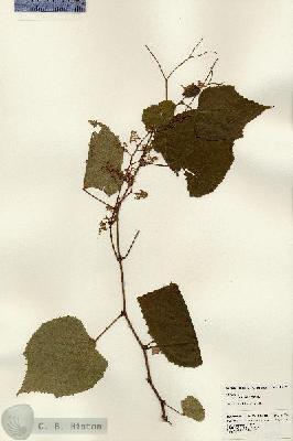 URN_catalog_HBHinton_herbarium_24299.jpg.jpg