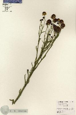 URN_catalog_HBHinton_herbarium_26526.jpg.jpg