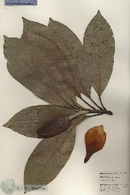 URN_catalog_HBHinton_herbarium_24328.jpg.jpg