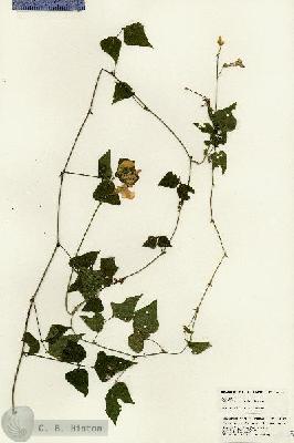 URN_catalog_HBHinton_herbarium_24657.jpg.jpg