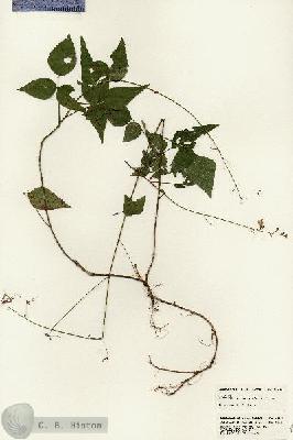 URN_catalog_HBHinton_herbarium_24658.jpg.jpg