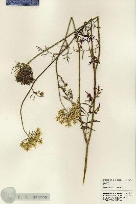 URN_catalog_HBHinton_herbarium_24397.jpg.jpg