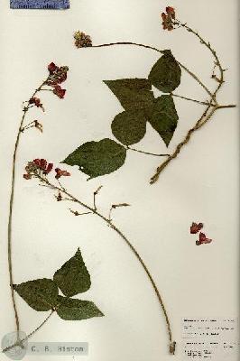 URN_catalog_HBHinton_herbarium_24691.jpg.jpg