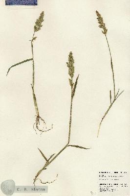 URN_catalog_HBHinton_herbarium_24390.jpg.jpg
