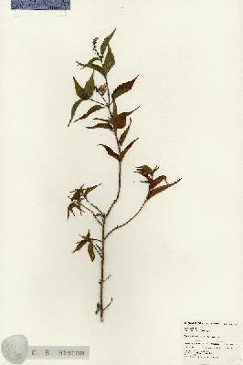 URN_catalog_HBHinton_herbarium_24645.jpg.jpg