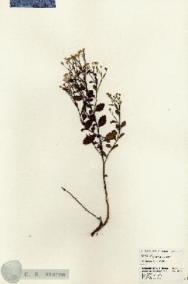URN_catalog_HBHinton_herbarium_24647.jpg.jpg