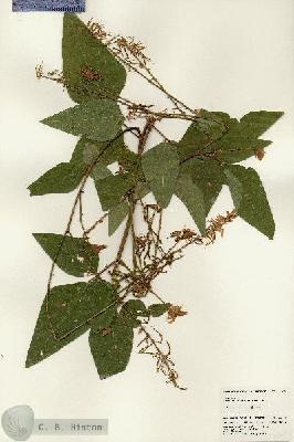 URN_catalog_HBHinton_herbarium_24654.jpg.jpg