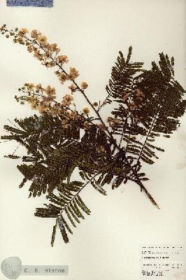 URN_catalog_HBHinton_herbarium_24656.jpg.jpg