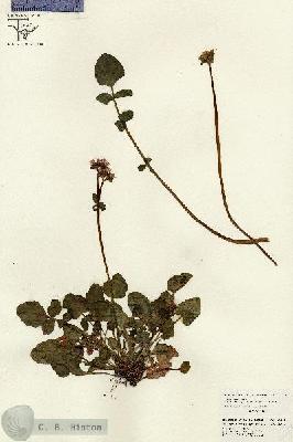 URN_catalog_HBHinton_herbarium_26559.jpg.jpg