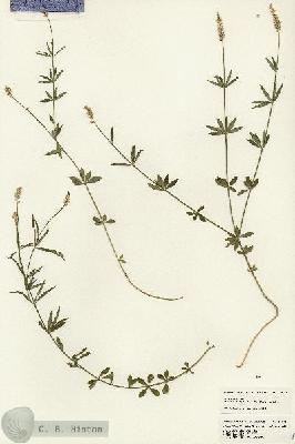 URN_catalog_HBHinton_herbarium_24678.jpg.jpg