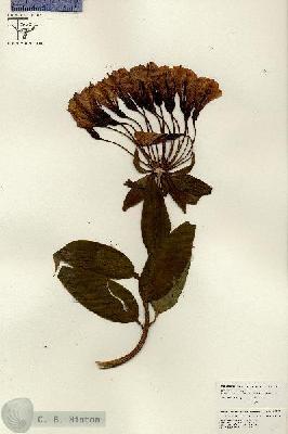 URN_catalog_HBHinton_herbarium_26565.jpg.jpg