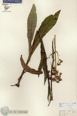 URN_catalog_HBHinton_herbarium_26649.jpg.jpg
