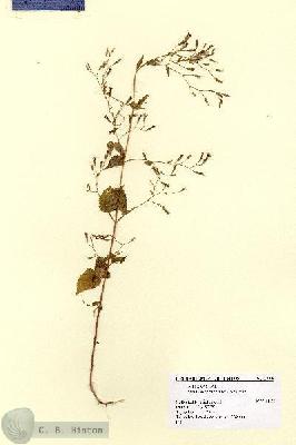 URN_catalog_HBHinton_herbarium_2660.jpg.jpg
