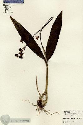 URN_catalog_HBHinton_herbarium_26613.jpg.jpg