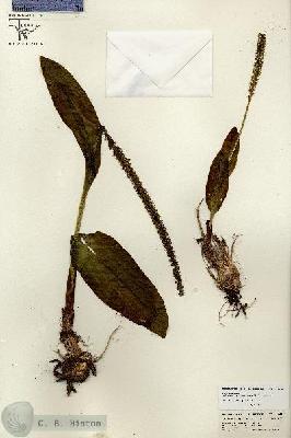 URN_catalog_HBHinton_herbarium_26682.jpg.jpg