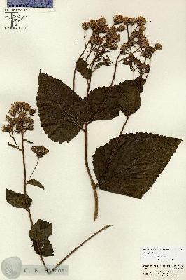 URN_catalog_HBHinton_herbarium_26685.jpg.jpg