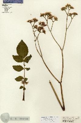 URN_catalog_HBHinton_herbarium_26693.jpg.jpg