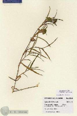 URN_catalog_HBHinton_herbarium_26697.jpg.jpg