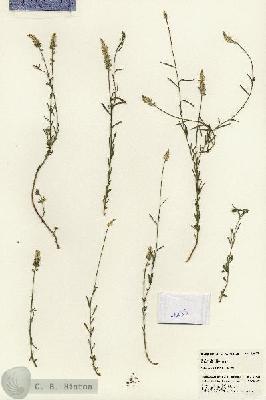 URN_catalog_HBHinton_herbarium_24433.jpg.jpg