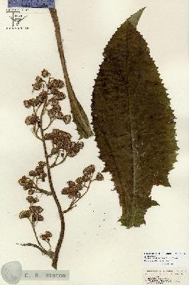 URN_catalog_HBHinton_herbarium_26698.jpg.jpg