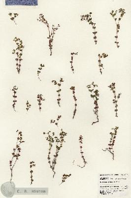 URN_catalog_HBHinton_herbarium_24464.jpg.jpg