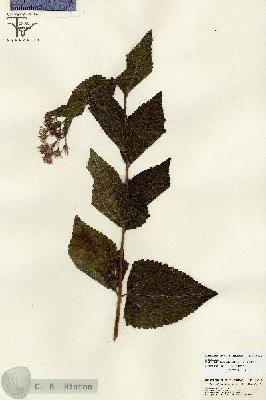 URN_catalog_HBHinton_herbarium_26701.jpg.jpg