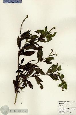 URN_catalog_HBHinton_herbarium_24444.jpg.jpg