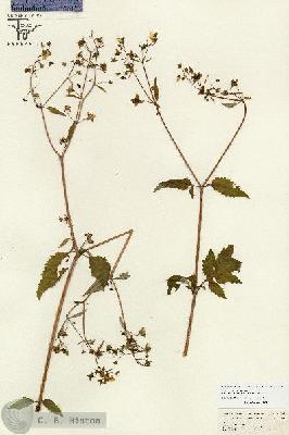 URN_catalog_HBHinton_herbarium_26707.jpg.jpg