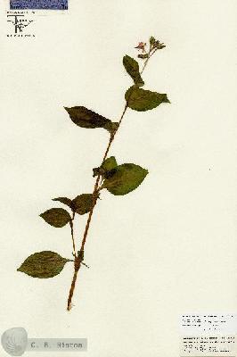 URN_catalog_HBHinton_herbarium_26712.jpg.jpg
