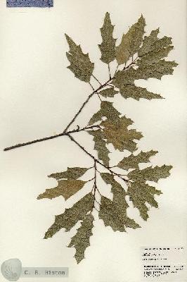 URN_catalog_HBHinton_herbarium_24459.jpg.jpg