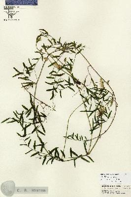 URN_catalog_HBHinton_herbarium_26715.jpg.jpg