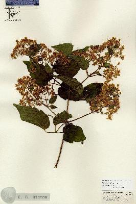 URN_catalog_HBHinton_herbarium_26720.jpg.jpg