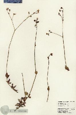 URN_catalog_HBHinton_herbarium_24481.jpg.jpg