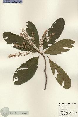 URN_catalog_HBHinton_herbarium_24520.jpg.jpg