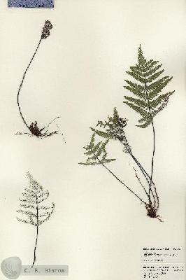 URN_catalog_HBHinton_herbarium_24511.jpg.jpg